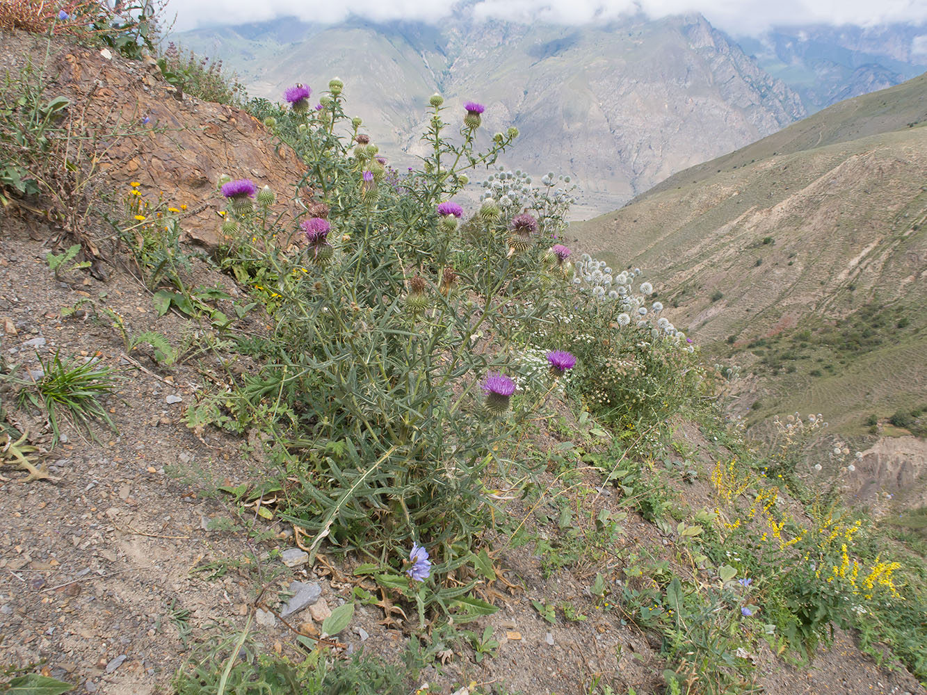 Image of Cirsium ciliatum specimen.