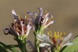 genus Symphyotrichum