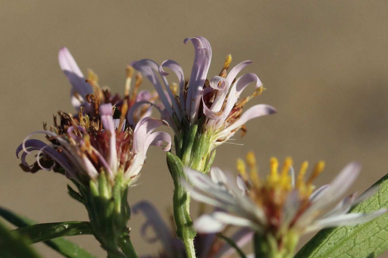 Image of Symphyotrichum &times; salignum specimen.