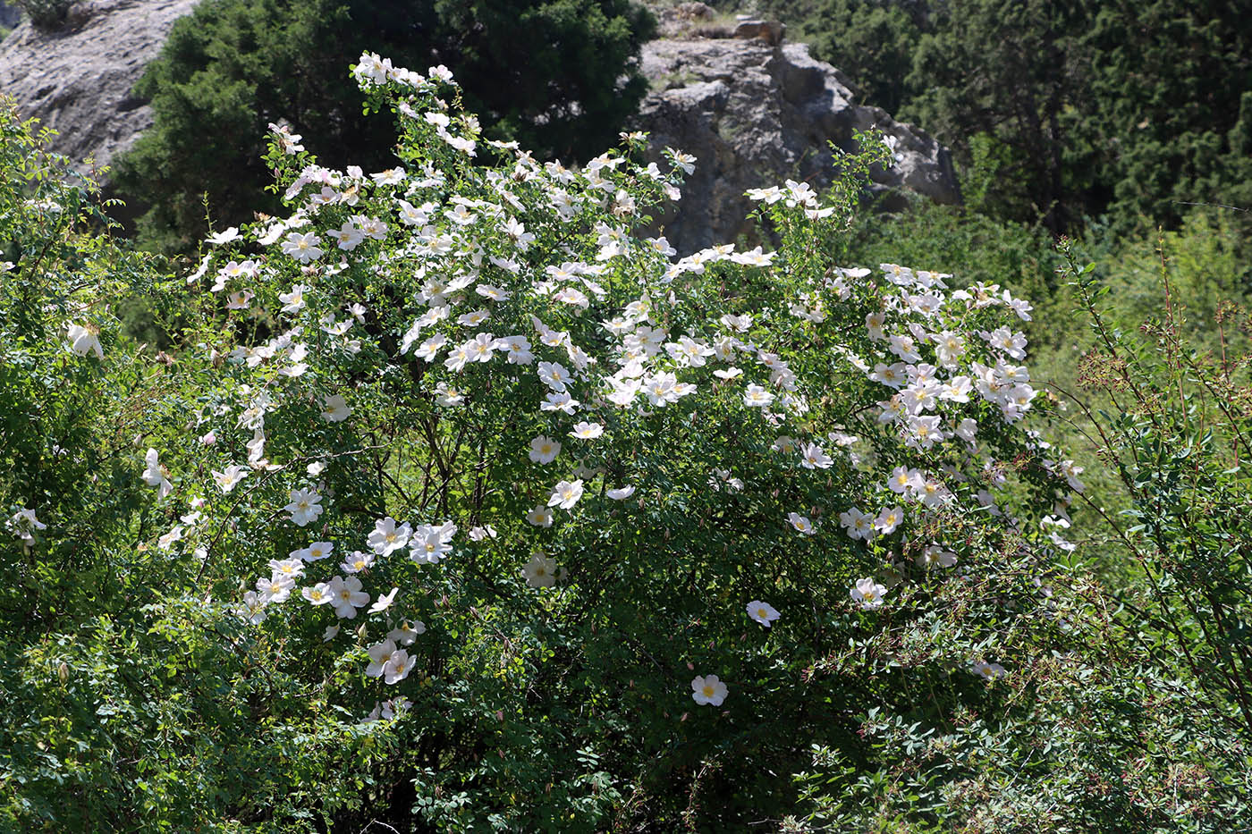 Image of Rosa beggeriana specimen.