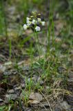 Cardamine pratensis