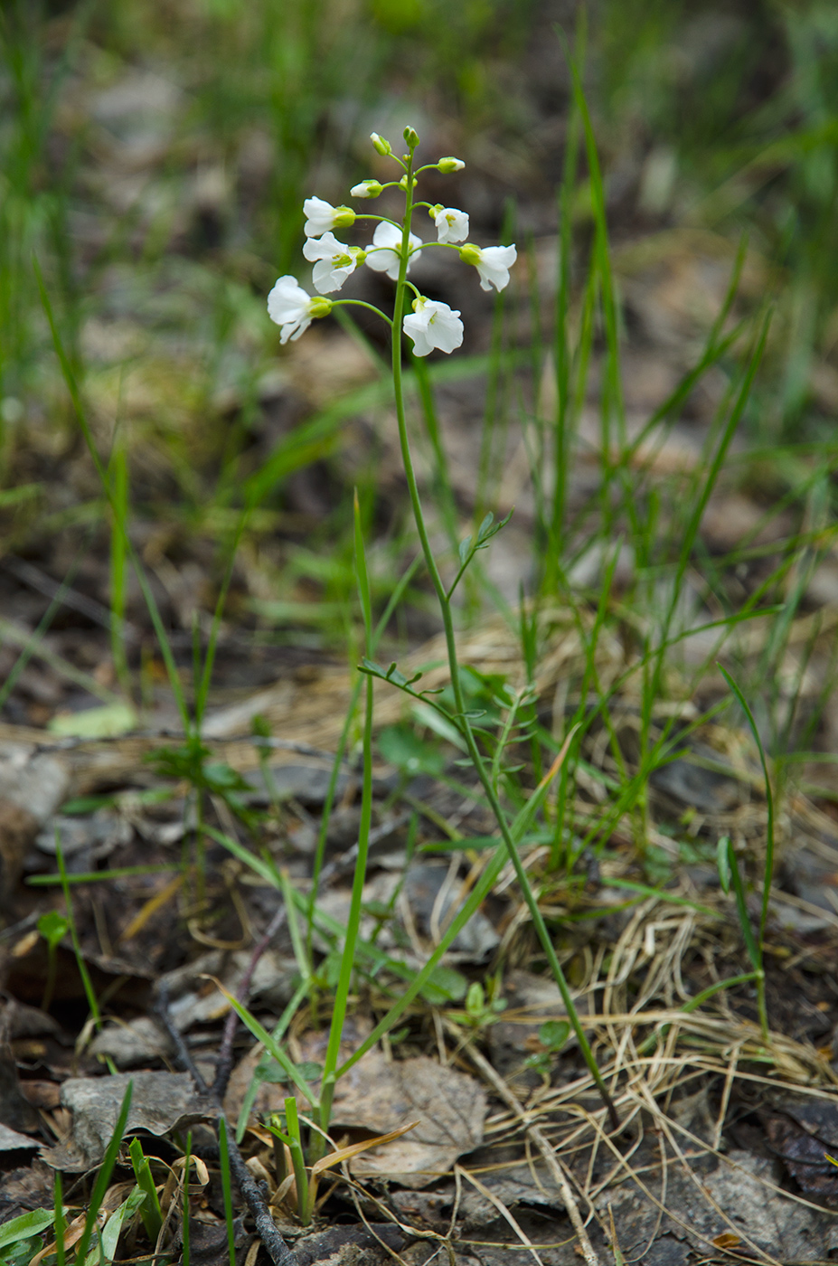 Изображение особи Cardamine pratensis.