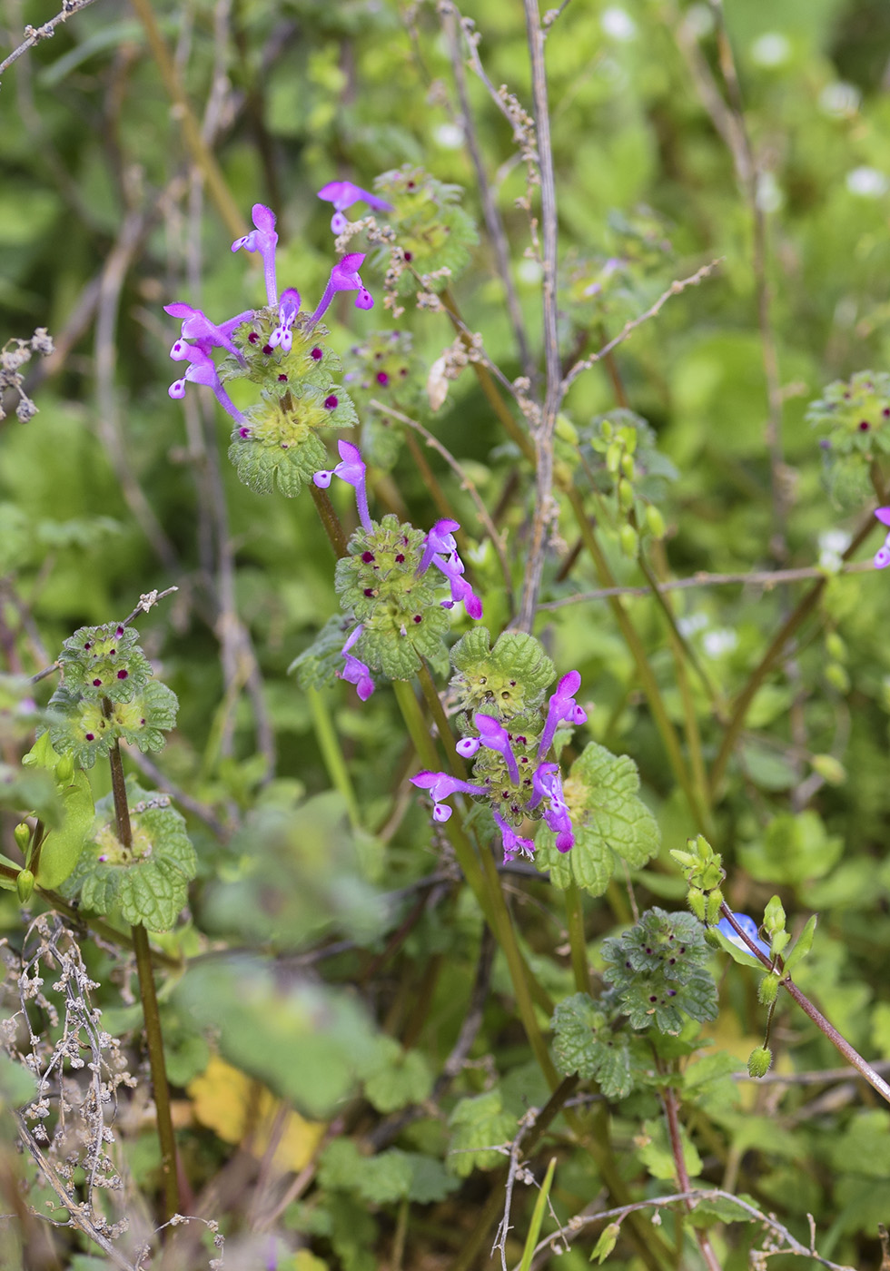 Image of Lamium amplexicaule specimen.