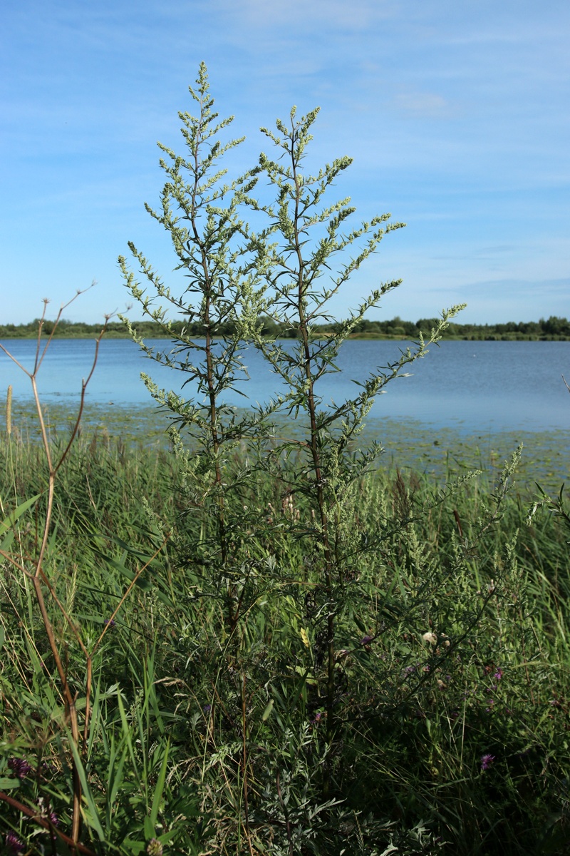 Image of Artemisia vulgaris specimen.