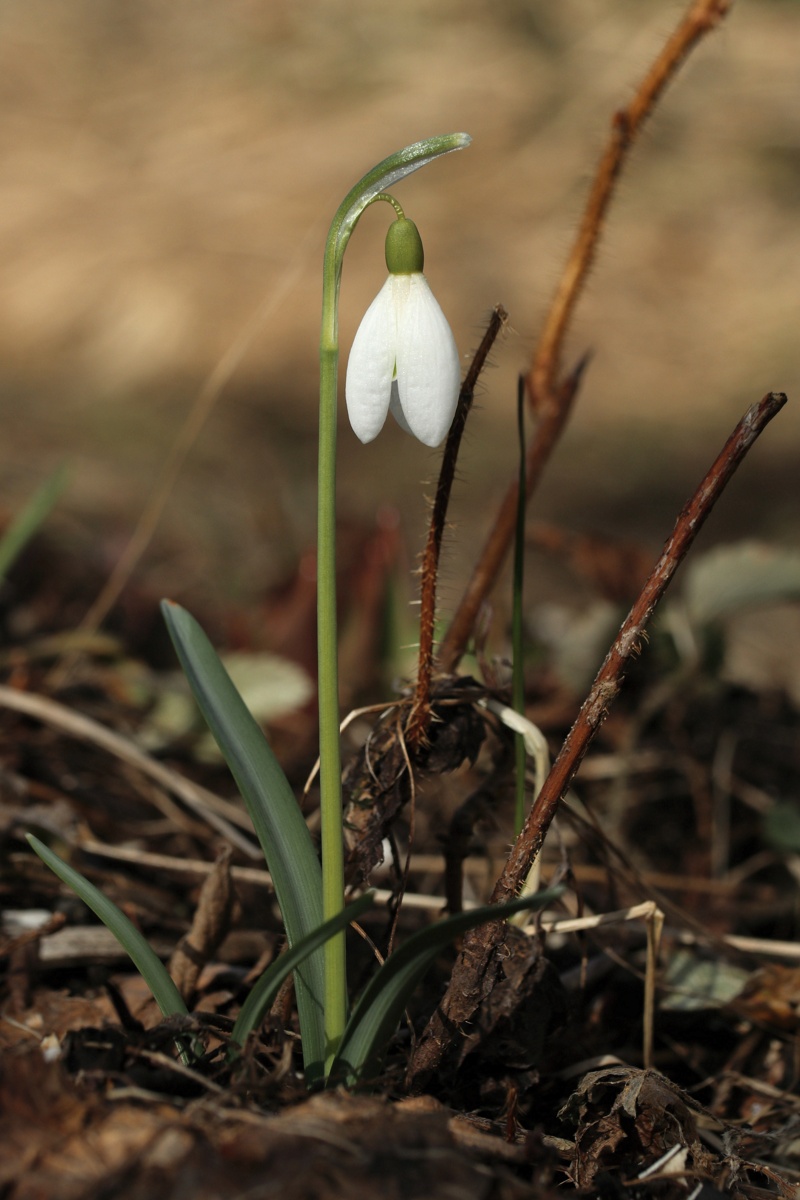 Изображение особи Galanthus nivalis.