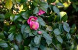 View full-size image Camellia japonica
