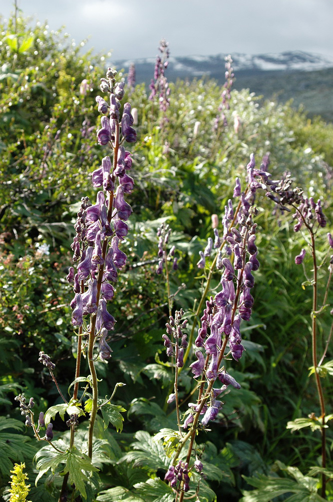 Image of Aconitum septentrionale specimen.