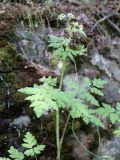 Смотреть изображение Physocaulis nodosus