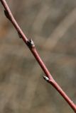 View full-size image Pyrus pyraster