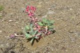View full-size image Euphorbia myrsinites