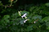 View full-size image genus Calystegia