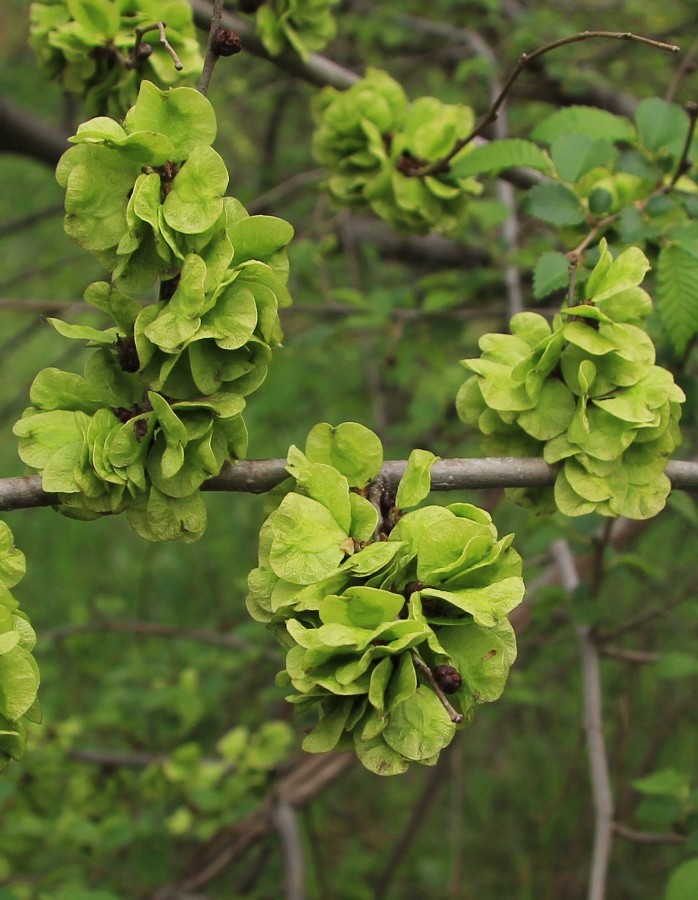 Изображение особи Ulmus pumila.