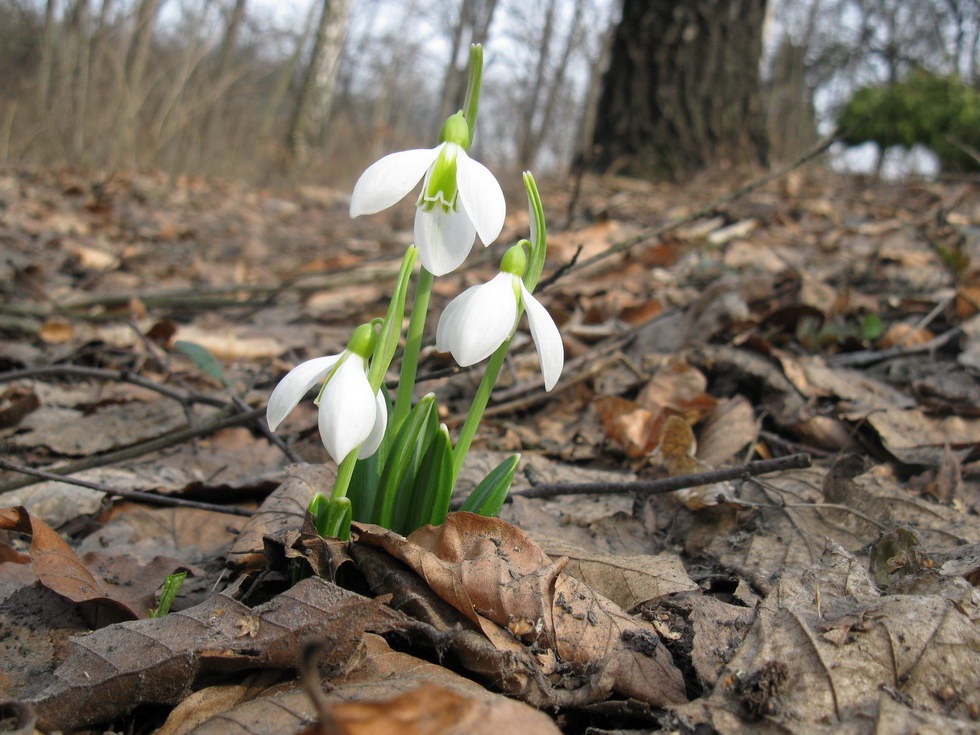 Изображение особи Galanthus plicatus.