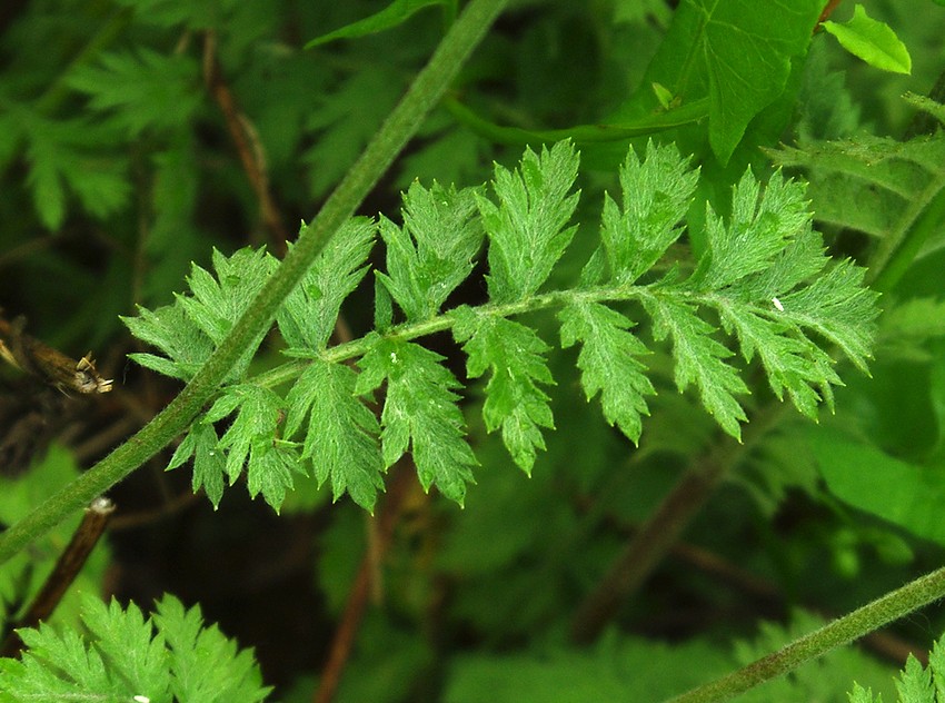 Image of Pyrethrum poteriifolium specimen.