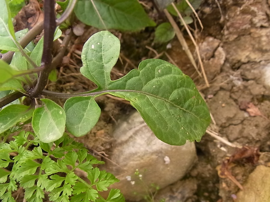 Изображение особи Solanum dulcamara.