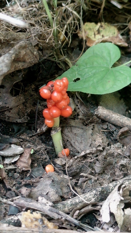 Image of Arum maculatum specimen.