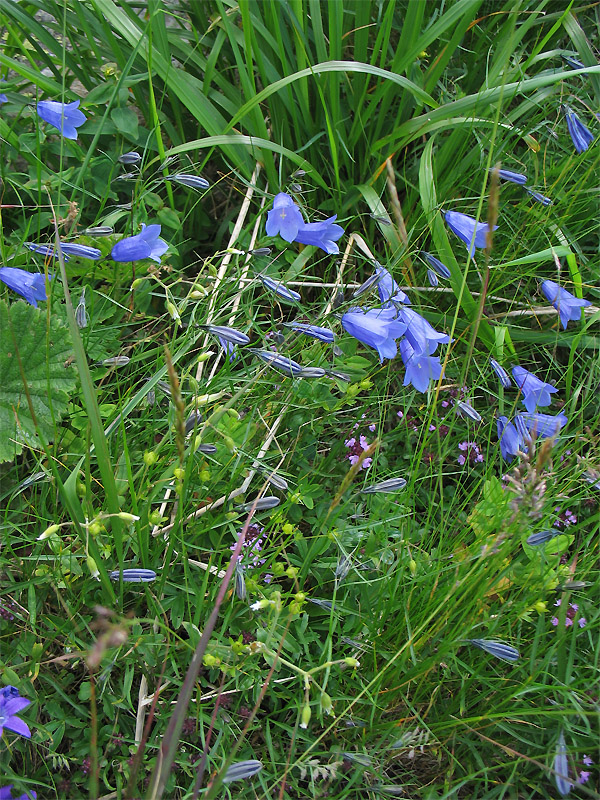 Изображение особи Campanula polymorpha.