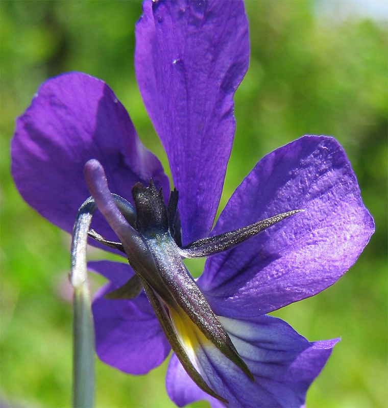 Image of Viola declinata specimen.