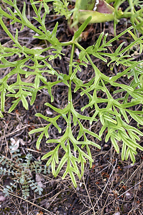 Image of genus Ferula specimen.