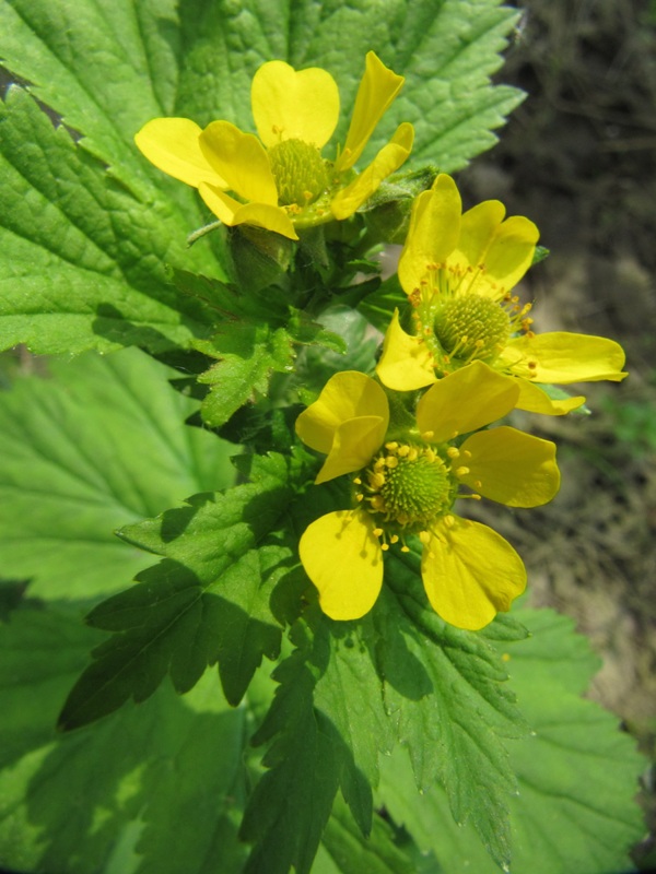 Image of Geum macrophyllum specimen.