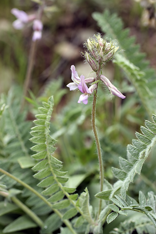 Image of Oxytropis baldshuanica specimen.