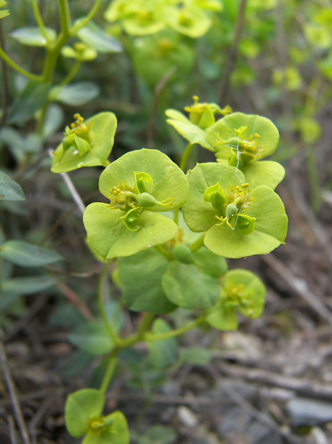 Изображение особи род Euphorbia.