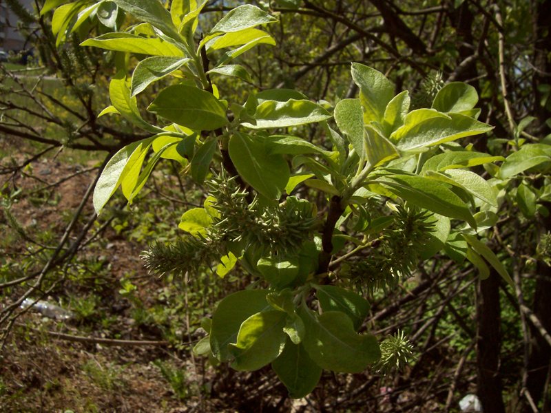 Изображение особи Salix caprea.