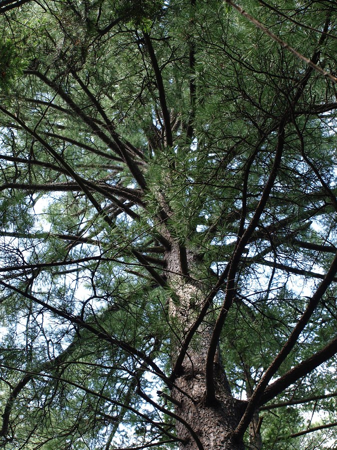 Image of Pinus sibirica specimen.