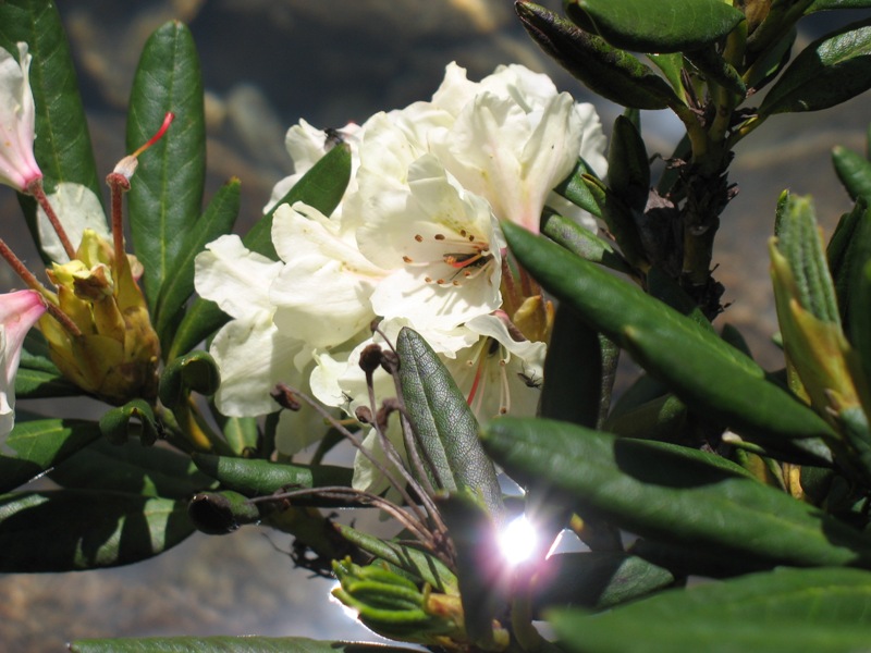 Image of Rhododendron caucasicum specimen.