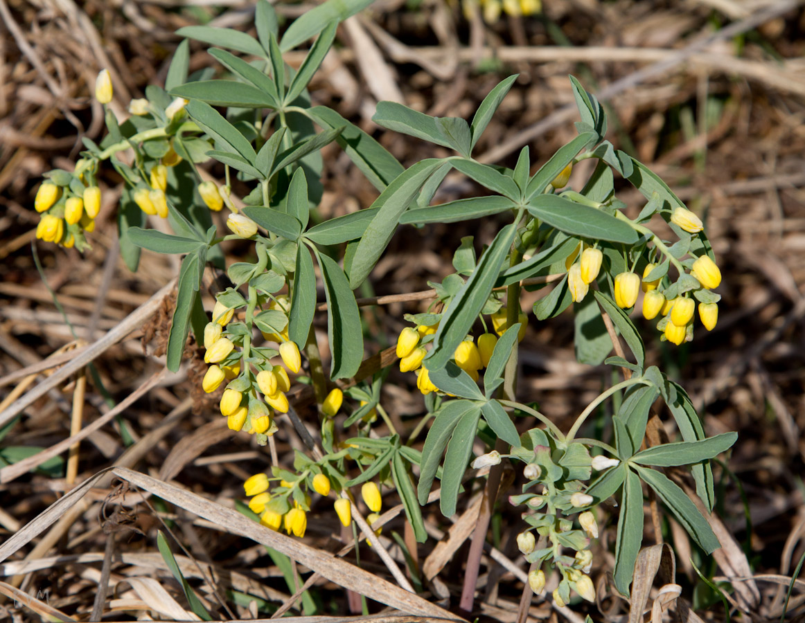 Изображение особи Gymnospermium altaicum.