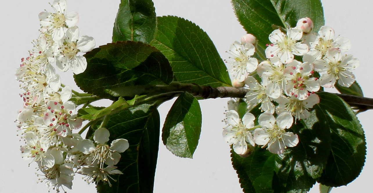 Image of Aronia melanocarpa specimen.