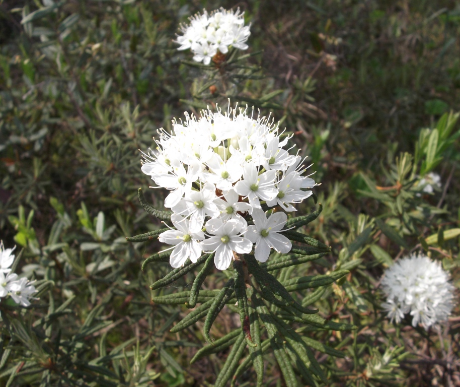 Image of Ledum palustre specimen.