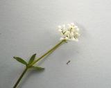 Galium palustre