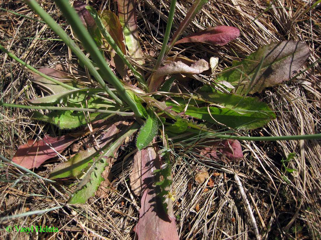 Image of Hypochaeris radicata specimen.