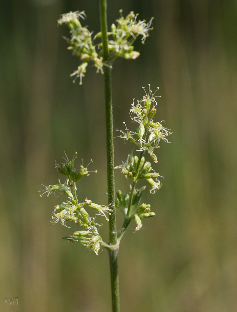 Image of genus Silene specimen.