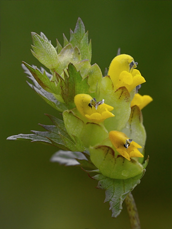 Image of genus Rhinanthus specimen.