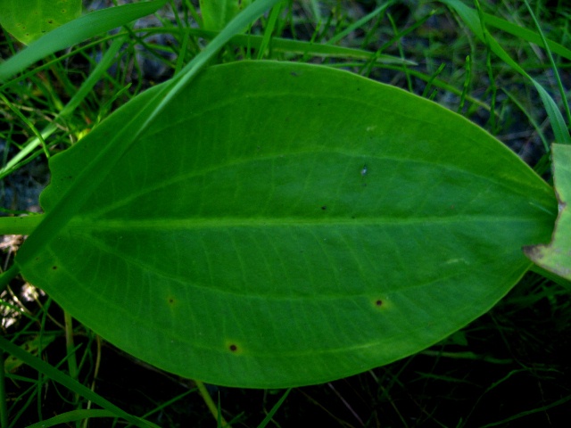 Image of Alisma plantago-aquatica specimen.