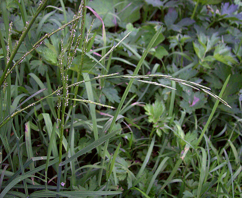 Image of Glyceria fluitans specimen.