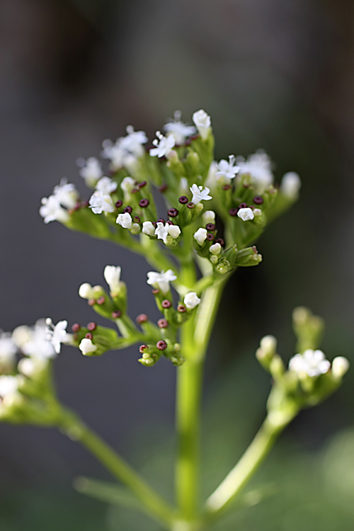 Изображение особи Valeriana ficariifolia.