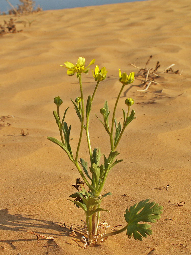 Image of Ranunculus oxyspermus specimen.