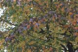 Liquidambar styraciflua. Часть кроны растения, принимающего осеннюю окраски. Германия, г. Кемпен, в озеленении улицы. 26.10.2012.