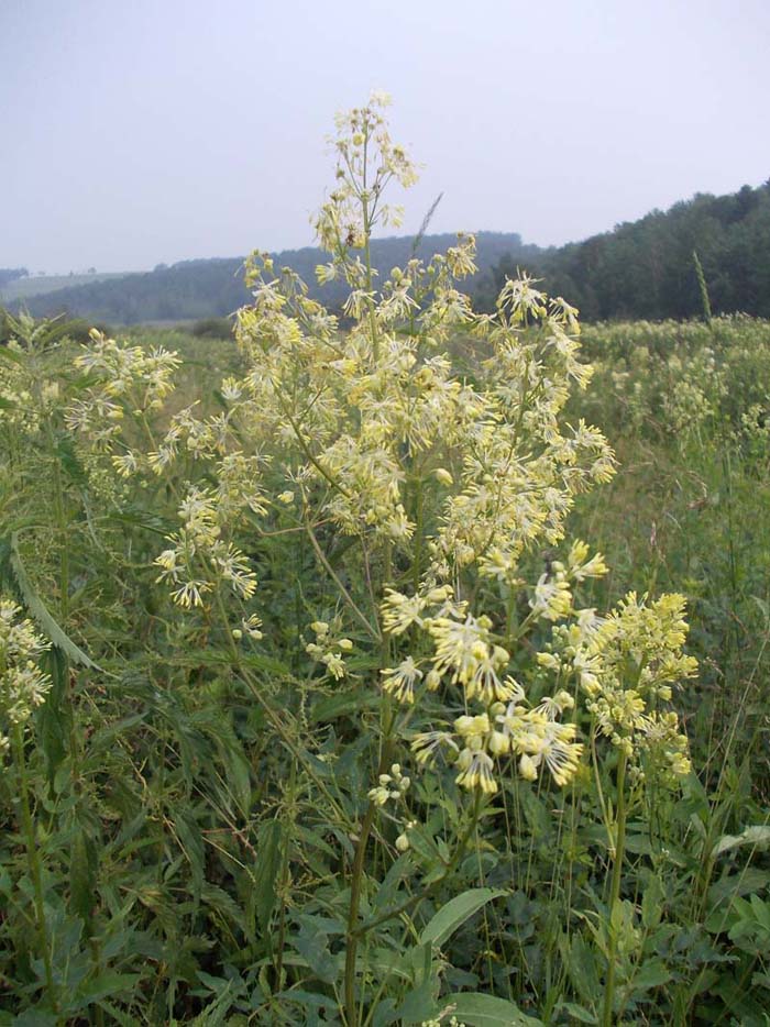 Изображение особи Thalictrum flavum.