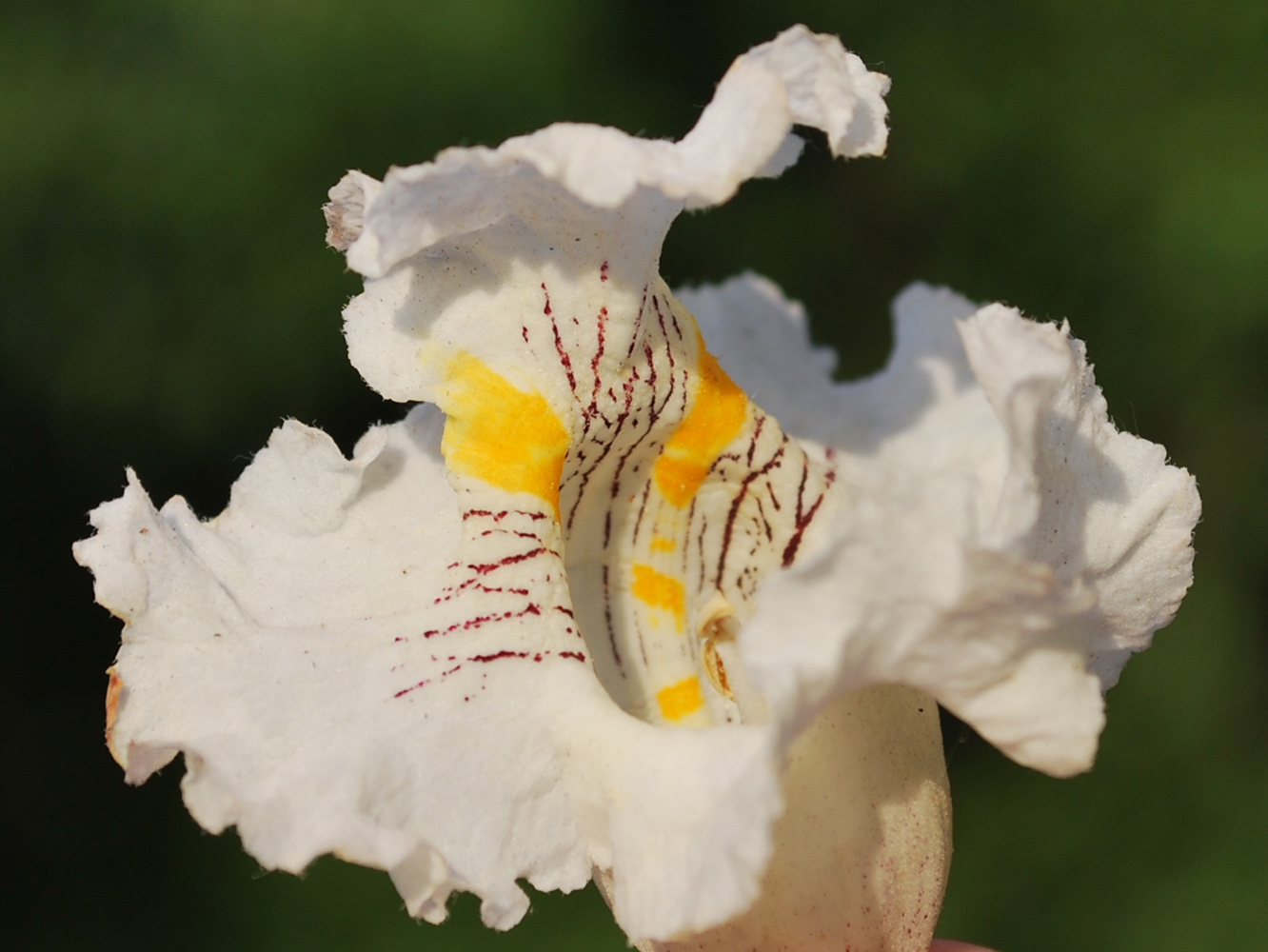 Image of Catalpa bignonioides specimen.