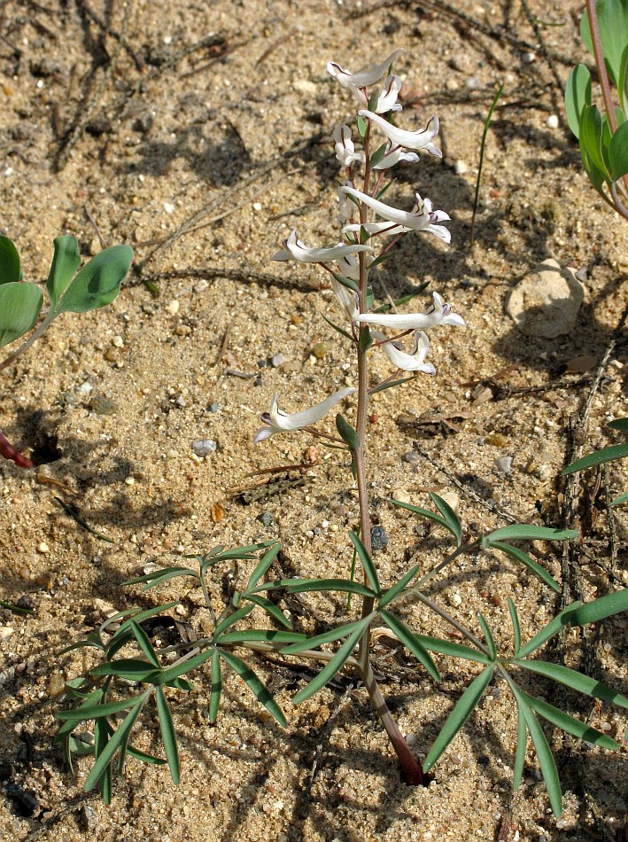 Image of Corydalis ruksansii specimen.