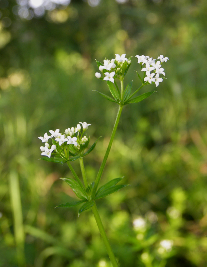 Image of Galium pseudorivale specimen.