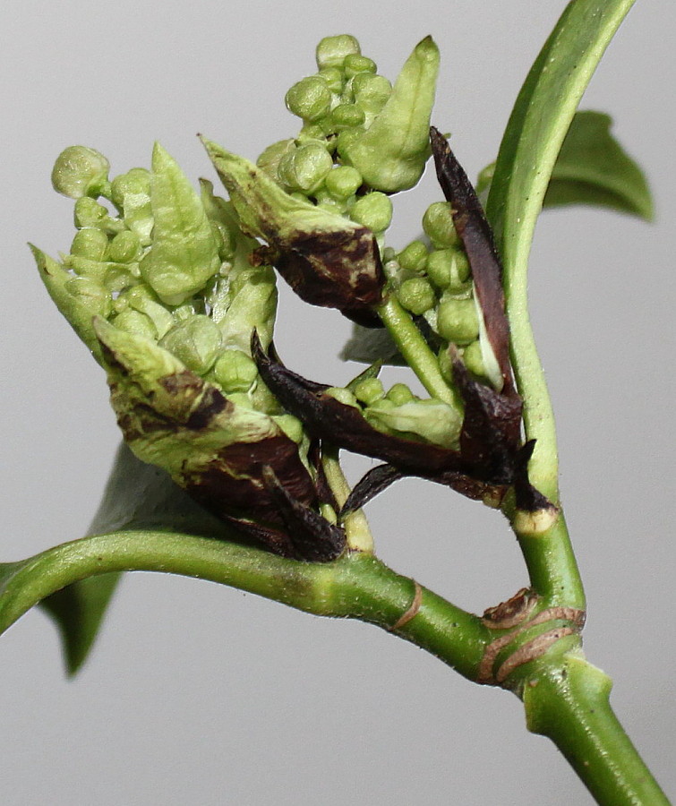 Image of Aucuba japonica specimen.