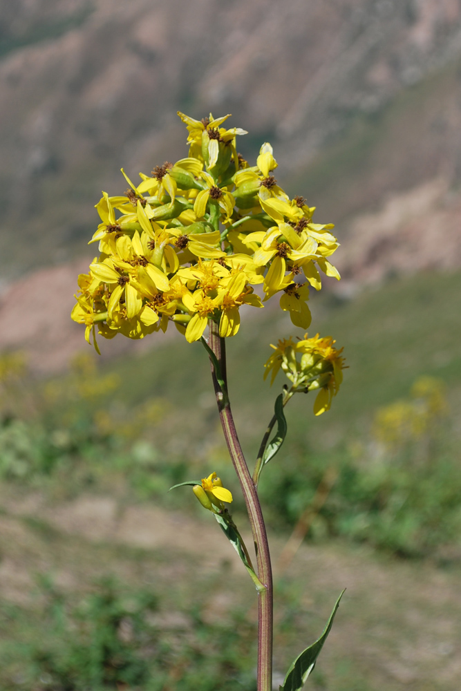 Image of Ligularia thomsonii specimen.