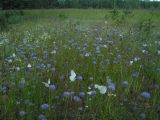 Jasione montana