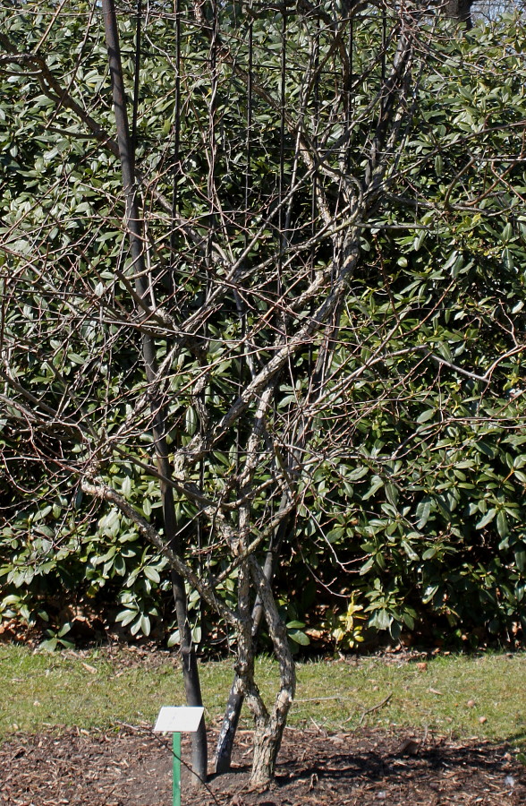 Image of Actinidia kolomikta specimen.