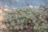 Astragalus arnacanthoides. Молодое растение на каменистом приморском обрыве. Черноморское побережье Кавказа, Новороссийский район, близ озера Лиманчик. 2 июня 2012 г.